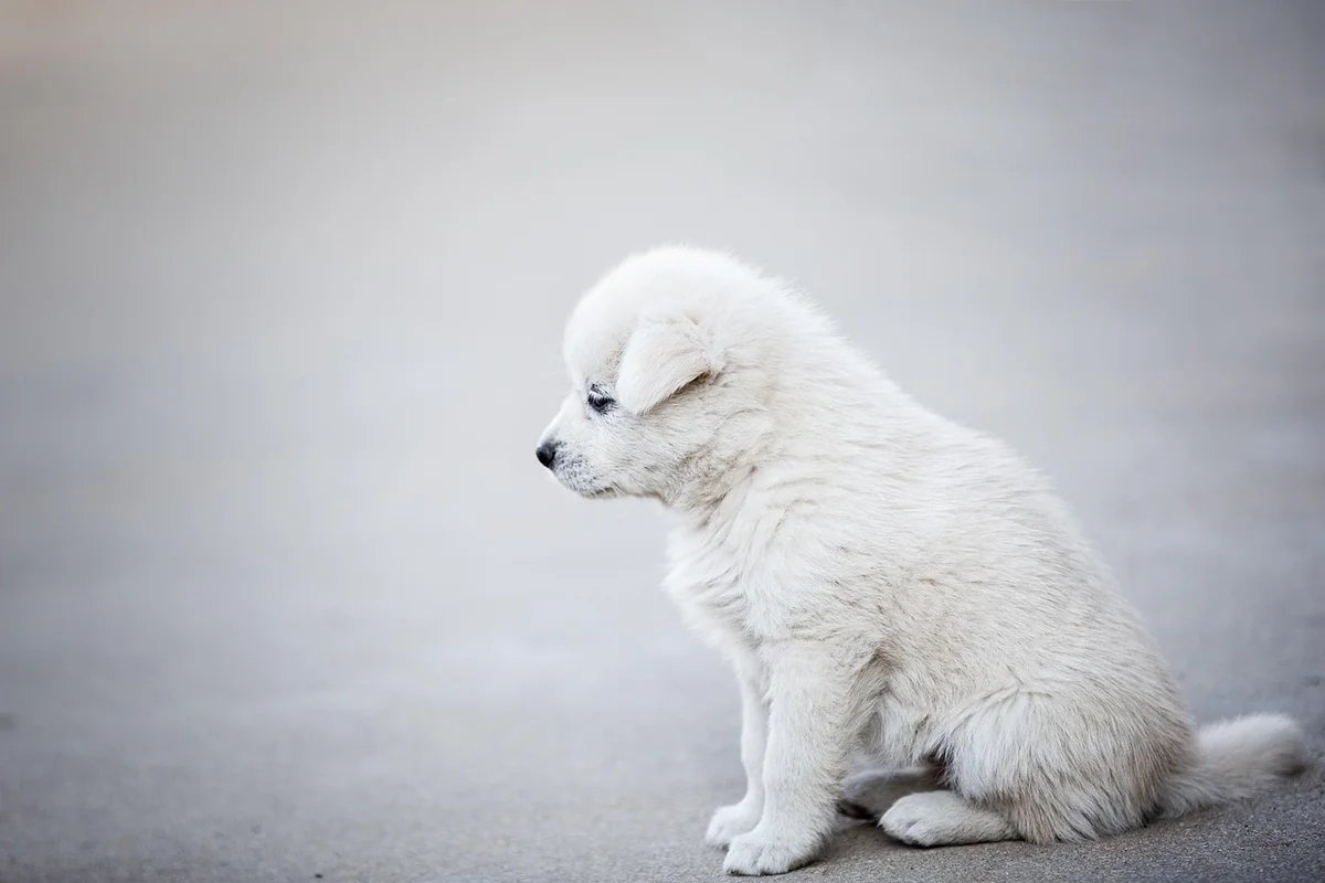 Efficacité des chiens détecteurs vs alternatives : mon comparatif honnête