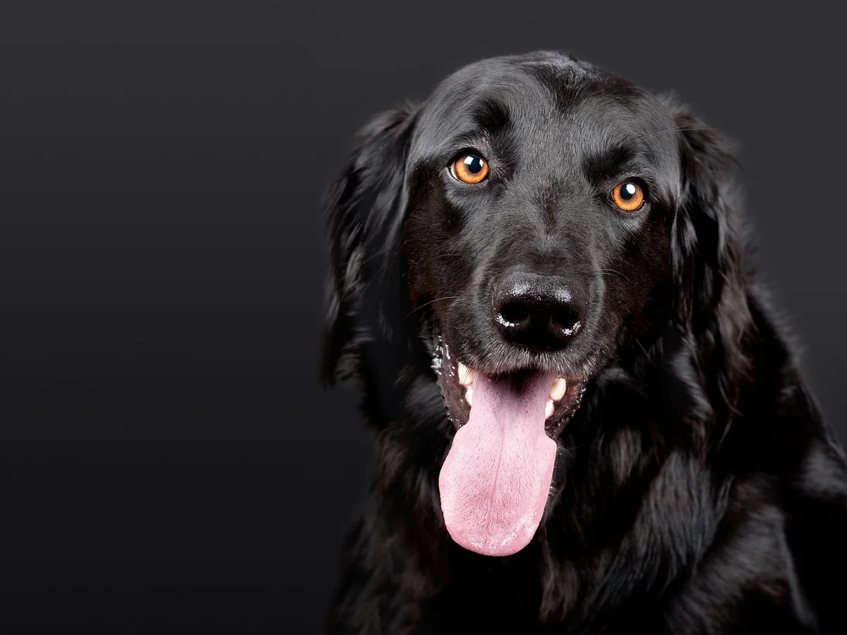 Découvrez le tarif 2026 pour un chien détecteur de punaises de lit et dites adieu aux nuisibles