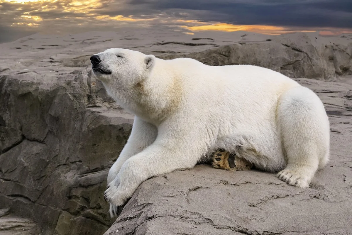 Erreurs à éviter quand on parle de maison ours