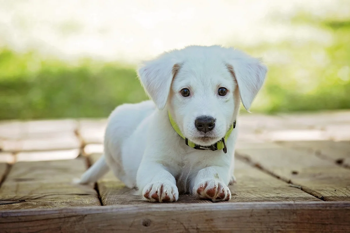 Les coûts cachés que personne ne vous dit sur l'entretien d'un chien détecteur
